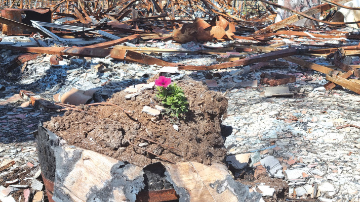 פרח בבארי