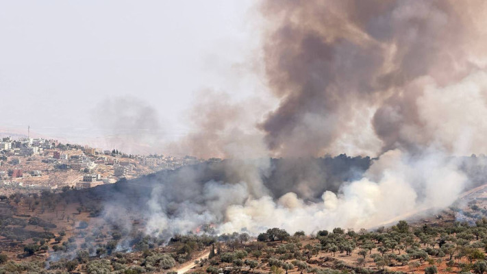 שריפת עצי זית באיו''ש