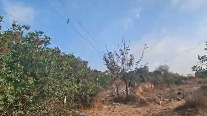 הכלים איתם כלאו חוליות הציד ציפורי שיר למאכל