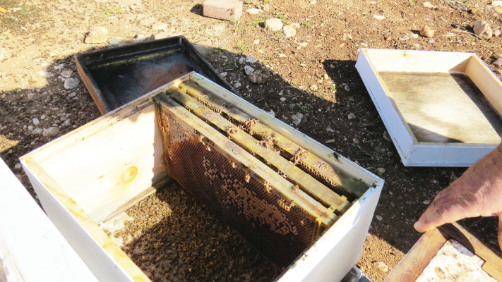 כוורת גנובה שנמצאה בגליל העליון, ובה  דבורים מתות