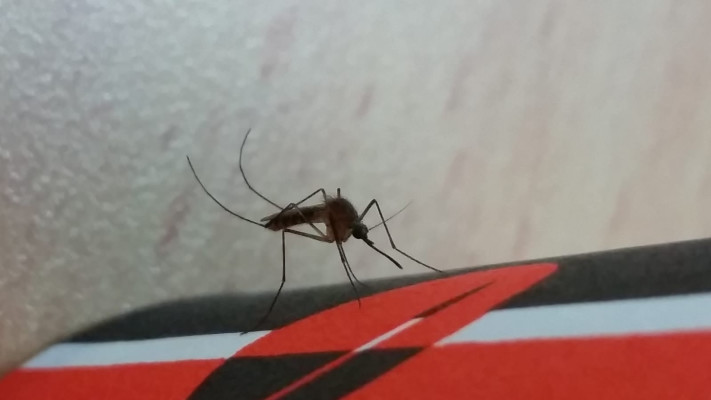 יתוש הקולקס, קדחת הנילוס (צילום: הדר סבטי, רשות הטבע והגנים)