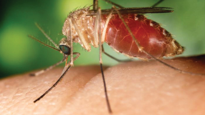 יתוש הקולקס, קדחת הנילוס (צילום: ויקיפדיה)