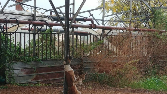 התעללות בכלבים