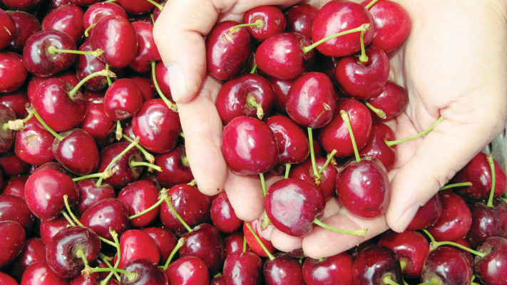 קטיף דובדבנים בעין זיוון