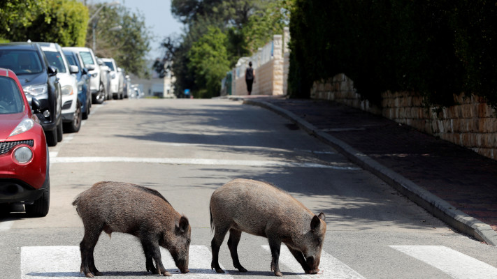 חזירי בר בחיפה (צילום: רויטרס / רונן זבולון)