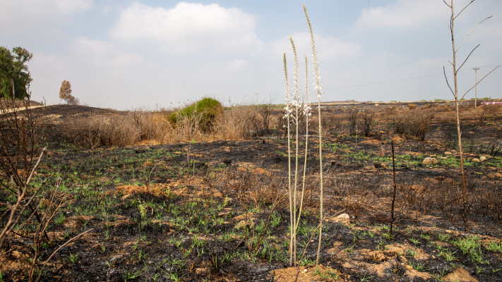 פריחת החצב בעוטף עזה