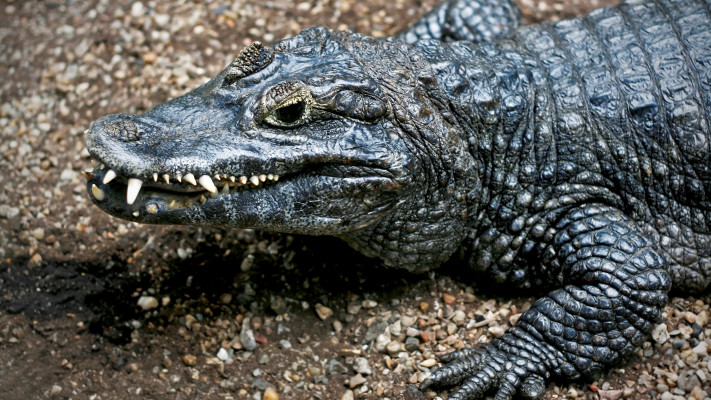 תנין, אילוסטרציה