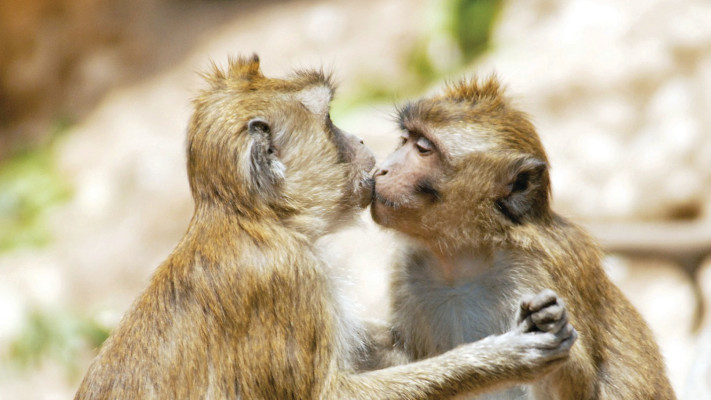 מקלט הקופים 