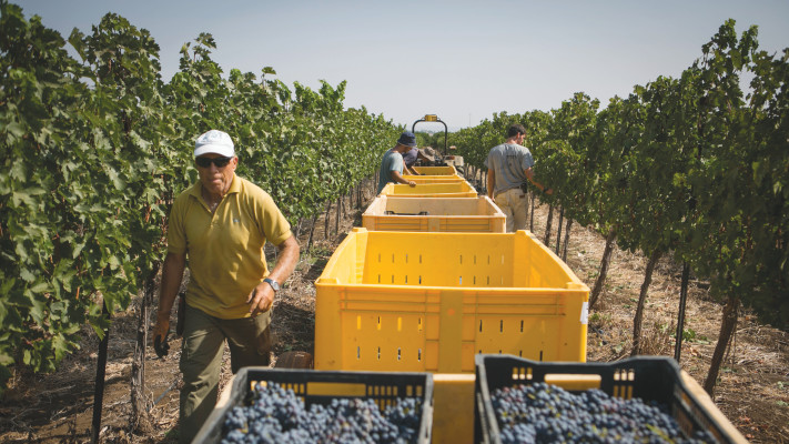 בציר ענבים בגולן