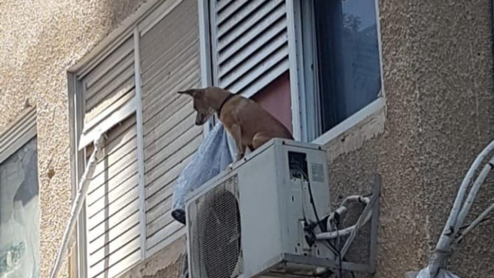 התעללות בכלב ברחובות, באירוע אחר