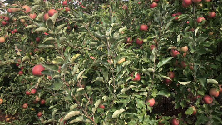 מטע תפוחים (צילום: יעל שביט)