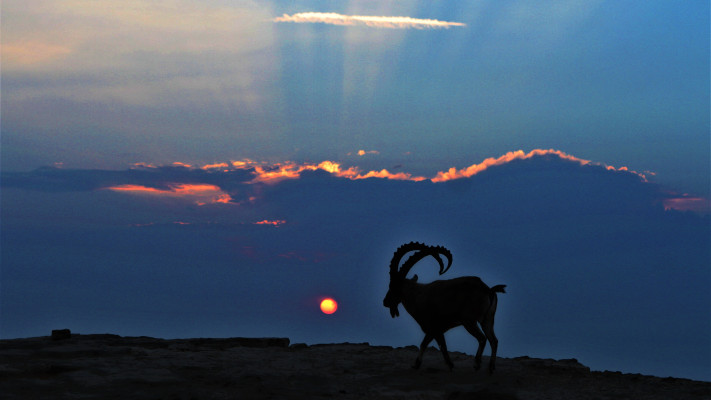 הנגב מגיע לבן גוריון