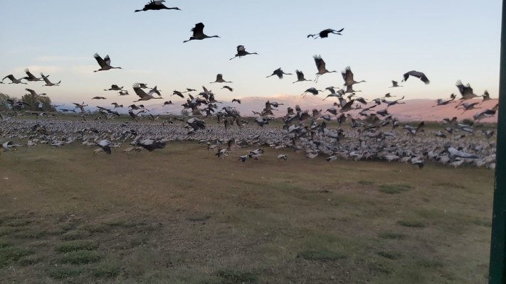 נדידת הציפורים ברחבי ישראל