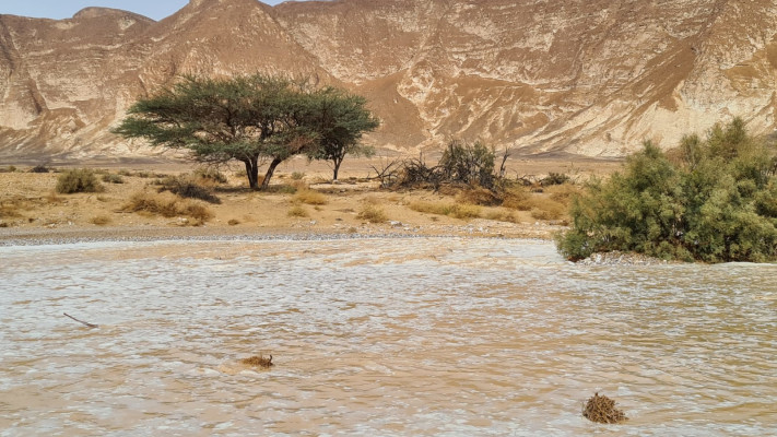 שיטפון בנחל פארן  (צילום: אלעזר ושירה פויכטונגר)
