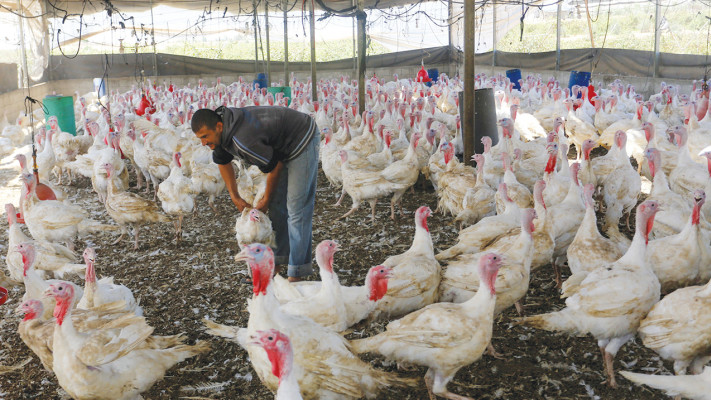 לול תרנגולות