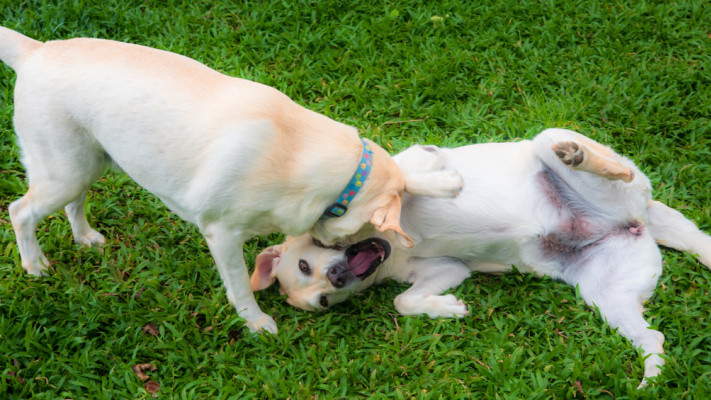 כלבים משחקים
