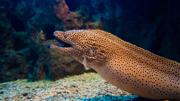 צלופח מוריי