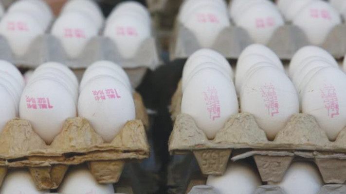 תבניות ביצים