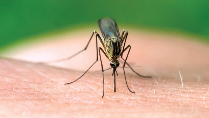 עקיצת יתוש  (צילום: אינגאימג')