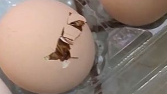 ביצה מתבנית הביצים שנרכשה בסופר בקעה