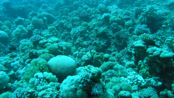 שונית האלמוגים במפרץ אילת