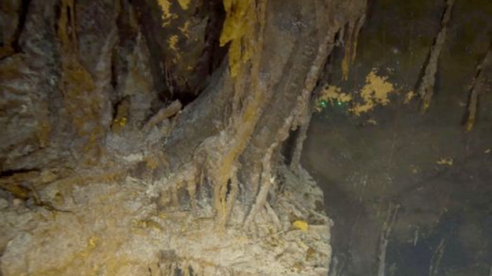 בעזרת מדענים, הסרטון יתמוך גם בזיהוי מינים שנצפו על הטיטאניק וסביבתה