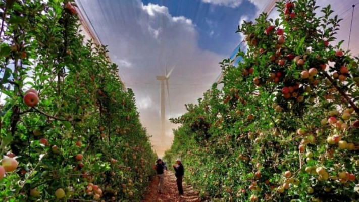 מטעי התפוח בצפון הגולן (צילום: דוד אינגברג, תקשורות)