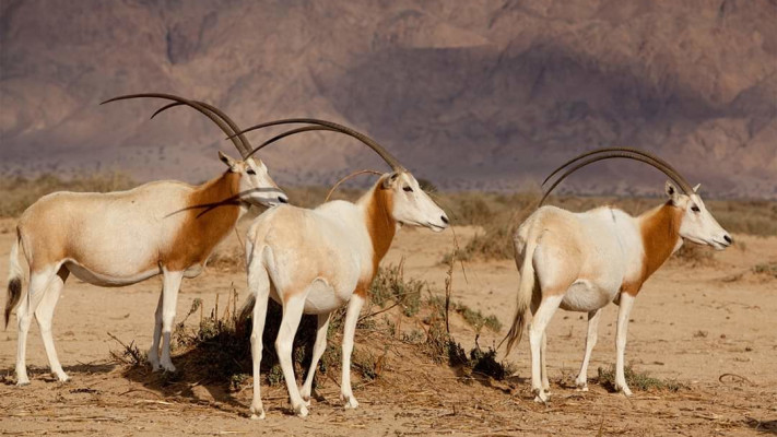 ראמים בחי בר יטבתה 