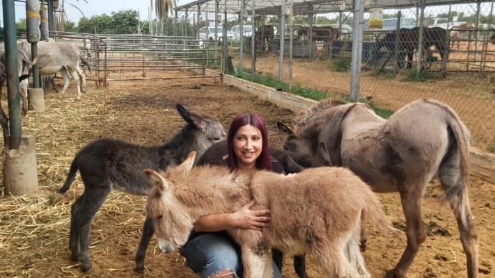 כהן והחמורים. ''עזרו לנו לעזור להם''