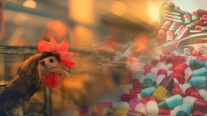 מוטציה של שפעת העופות