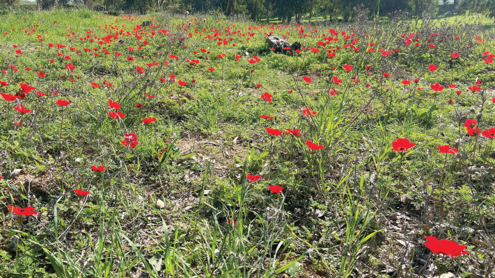 פריחה, עוטף עזה