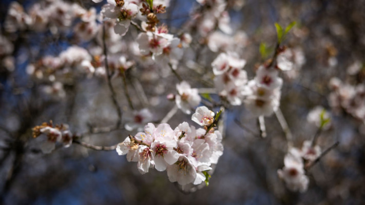 פריחת השקדיה
