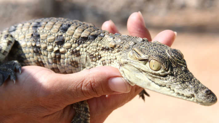 קרוקולוקו- חוות תנינים