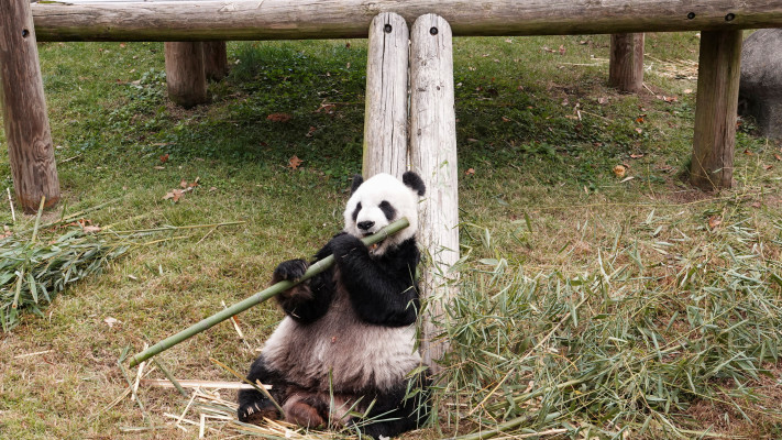 לה לה הפנדה בגן החיות בטנסי