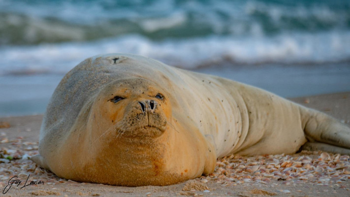 בוקר טוב מיוליה 