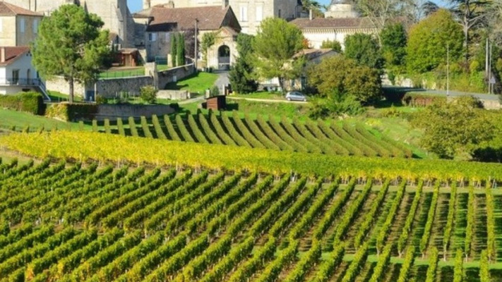 כרמי היין של בורדו, צרפת