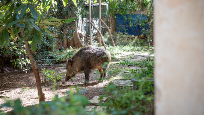 חזיר בר בחיפה