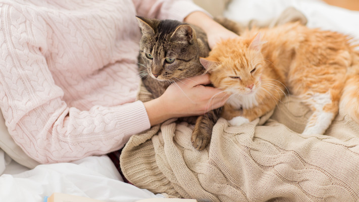 לטפו ייצור פרוותי