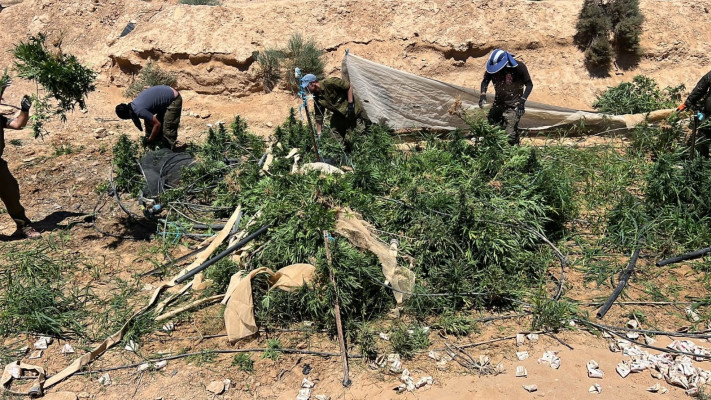 חממות הקנאביס בשטח אש בדרום הארץ (צילום: דוברות המשטרה)