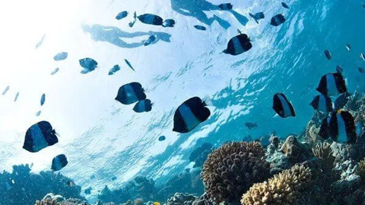 צלילה באיי סיישל