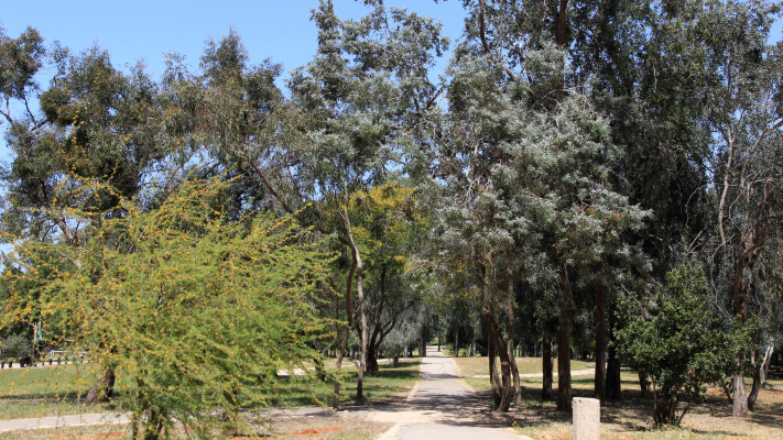 יער אילנות  (צילום: ארכיון הצילומים קק''ל)