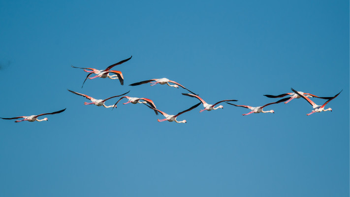 מתוך תערוכת הצילומים ''אילו ציפורים'' 