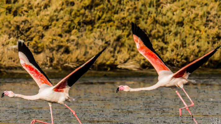 מתוך תערוכת הצילומים ''אילו ציפורים'' 