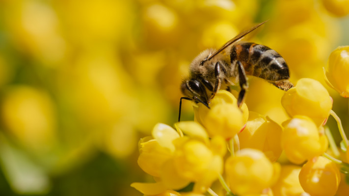 אחראיות על 80% מהאבקה של הגידולים החקלאיים. דבורים (צילום: אינגאימג) (צילום: אינגאימג')