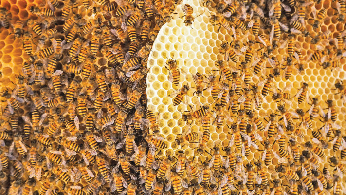 כוורת הדבורים