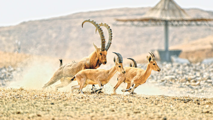 חוות אנטילופות בערבה התיכונה