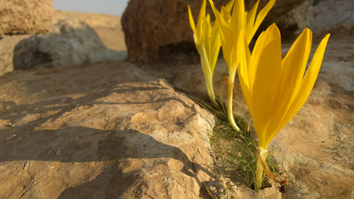 חלמוניות במדבר