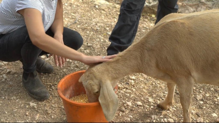 מבצע חילוץ חיות בר מאזורי סכנה