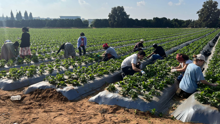 מתנדבים בחקלאות בזמן ''חרבות ברזל''