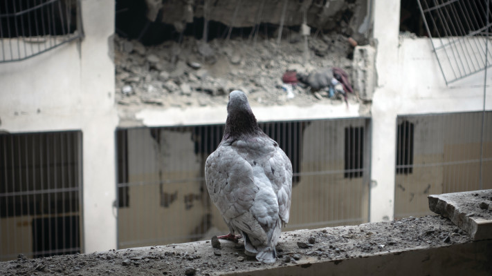 מלחמת חרבות ברזל